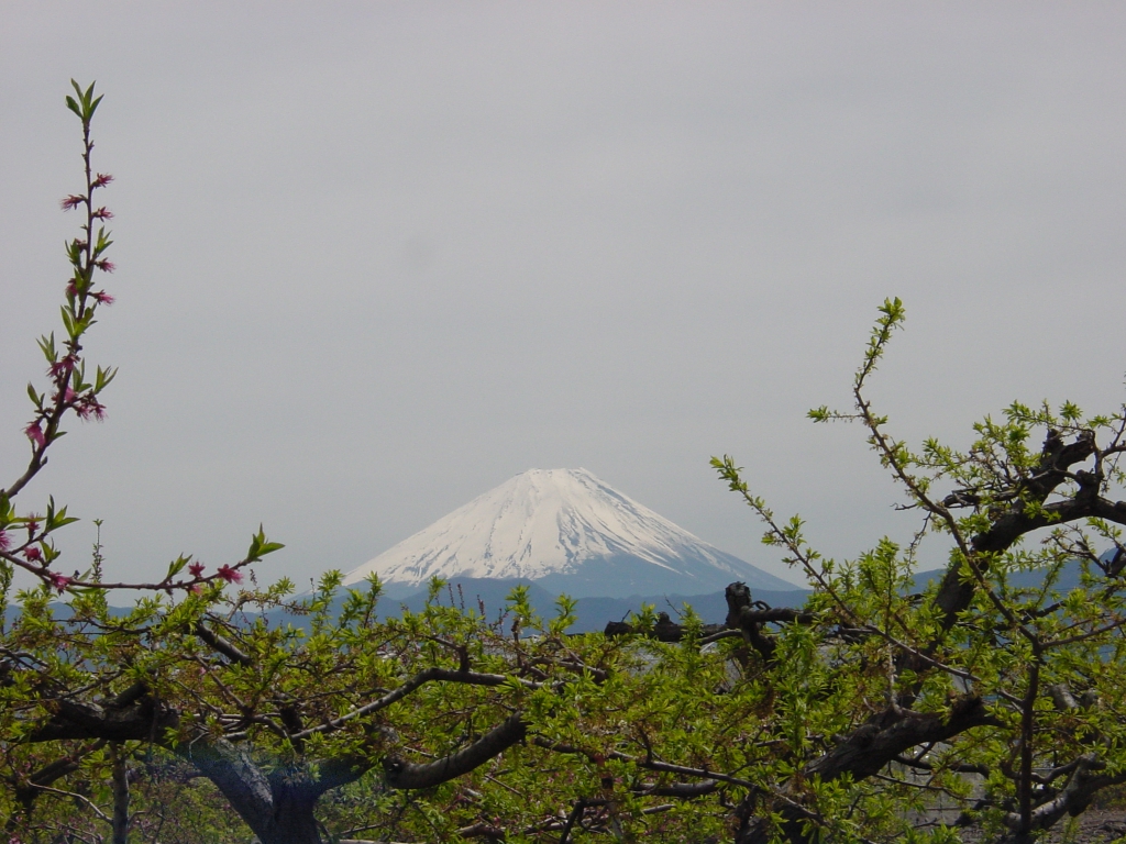 桃畑からの富士山