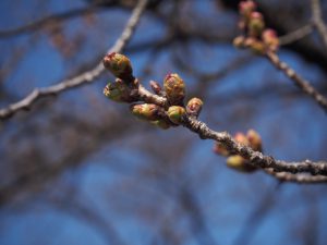 徳島堰の桜の様子